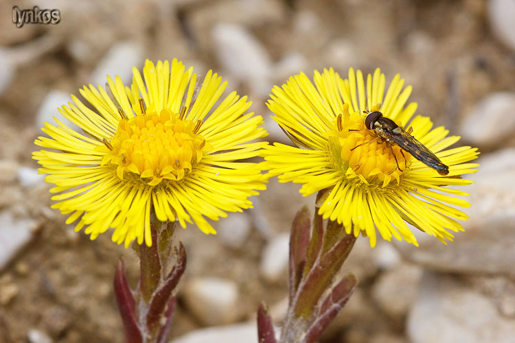 Le ultime arrivate tra le piante gi fiorite